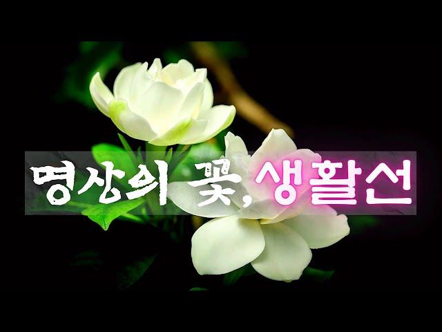 [7월 공개강의] 명상의 꽃, 생활선