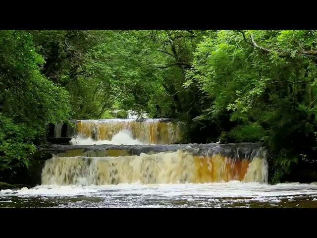 Relaxing Forest Waterfall Nature Sounds with Birds Chirping for Sleeping-Calm Birdsong sound