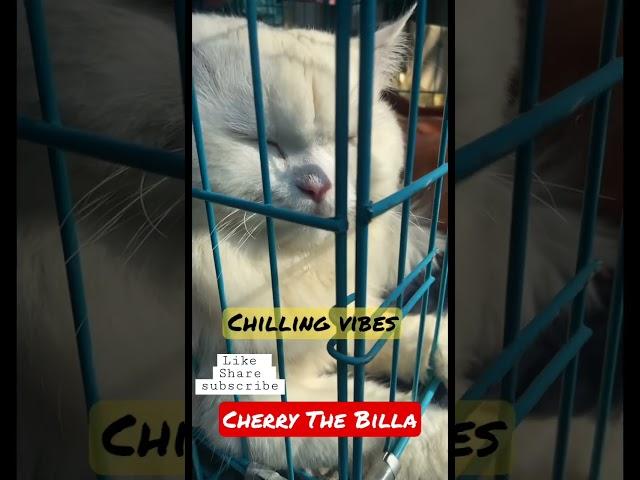 I love chilling  #cherry #viral #shorts