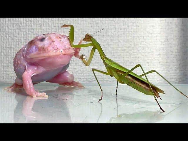 praying mantis trying to eat a frog/ Pacman frog , African bullfrog【LIVE FEEDING】