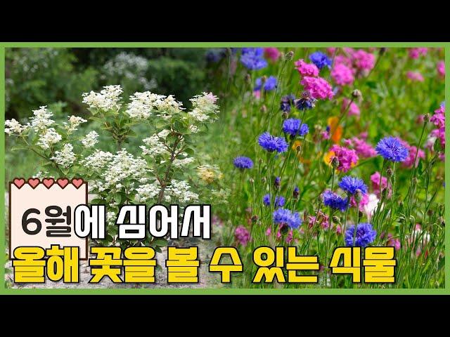6월에 심어서 꽃을 볼 수 있는 식물 초보도 쉽게 기를 수 있는 식물 #가드닝 #정원 #정원가꾸기
