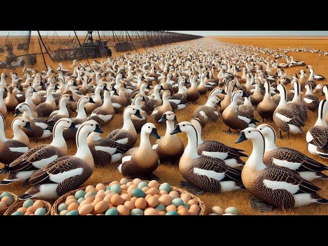 Russian Farmers Raise Millions Of Geese And Ducks This Way