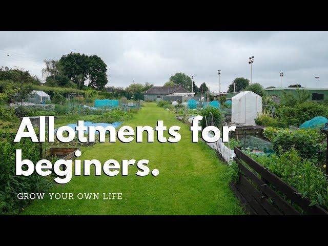 Allotments for beginners - vegetable gardening