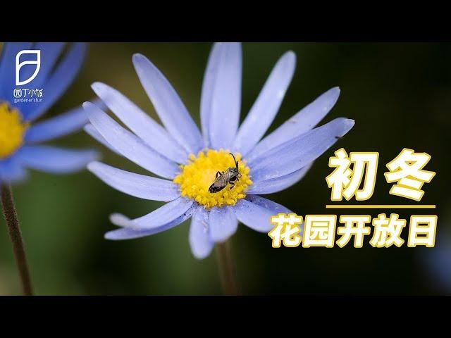 【园丁小饭】就算初冬了 这些花还是开得“轰轰烈烈”