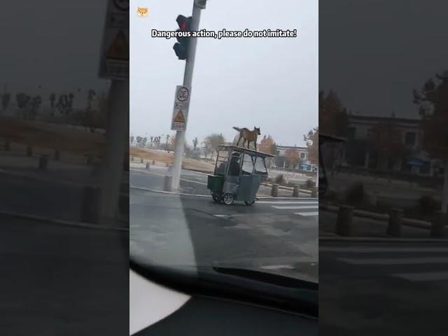 The Owner didn't Know the Dog was up There 