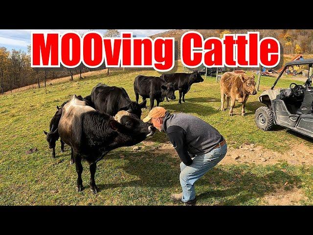 Mooving Cattle to Greener Pastures