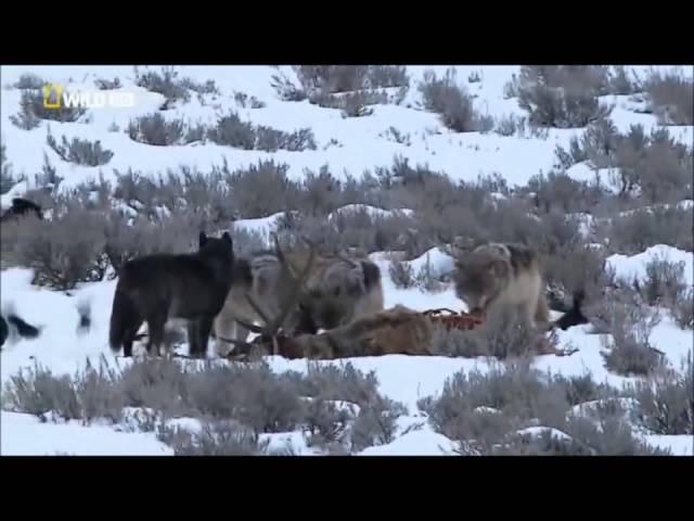 Documental: Legado del lobo negro