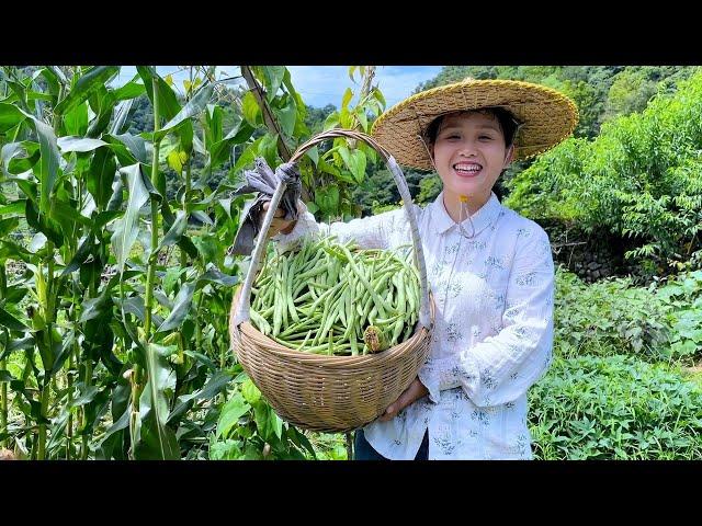 How many kinds of vegetables are planted in the small field? Pick a basket every day