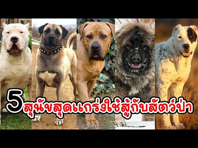 5 สุนัขสุดโหดที่สร้างมาเพื่อสู้สัตว์ป่า (ของแทร่)