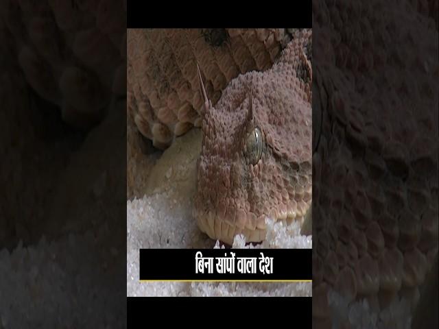 इस देश में एक भी सांप नहीं पाया जाता है। #harshfactvideo #shorts #viral