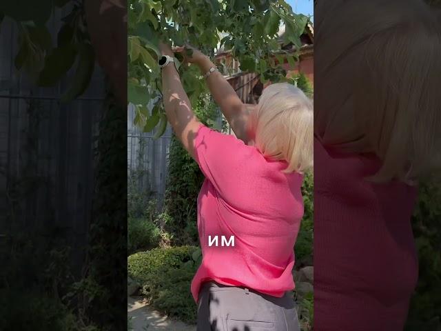 Сохраняем яблоки от тли!