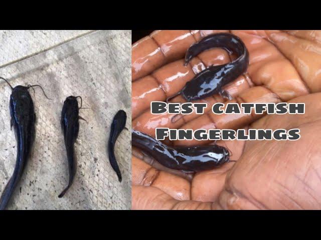 Where to get the best catfish fingerlings