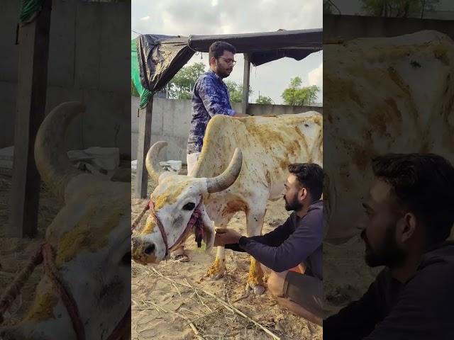 #bezuban #sad #public #lampi #virus #animal #seva #gausevapalanpur #palanpur #shorts #shortvideo