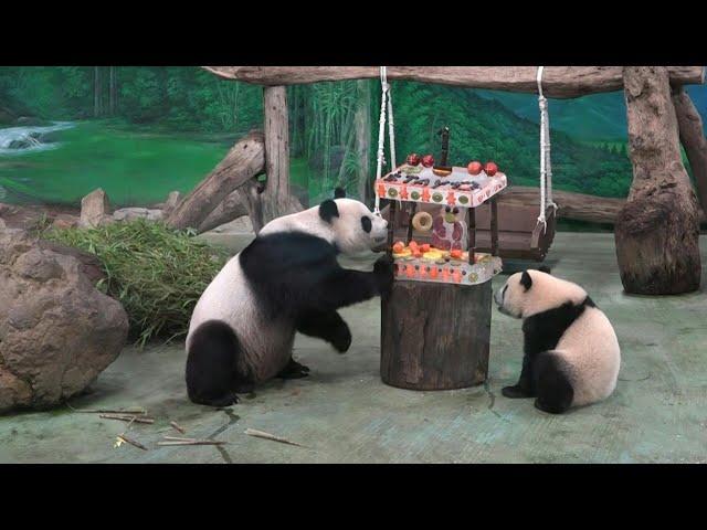 Taiwan panda Yuan Yuan claws apart her cub's ice cake on her birthday | AFP