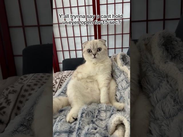 Don't Blink For 15 Seconds  #kikicutekitty #relatable #blink #eyes #wideopen #scottishfold #fyp