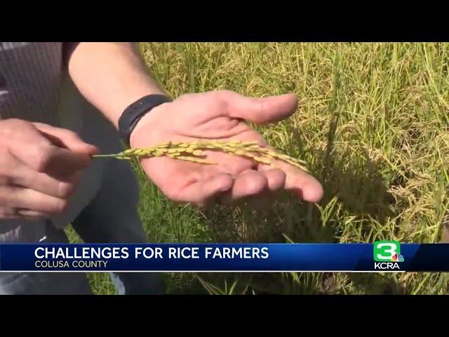 California rice crop yielding only half of what it normally produces, according to California Ric...