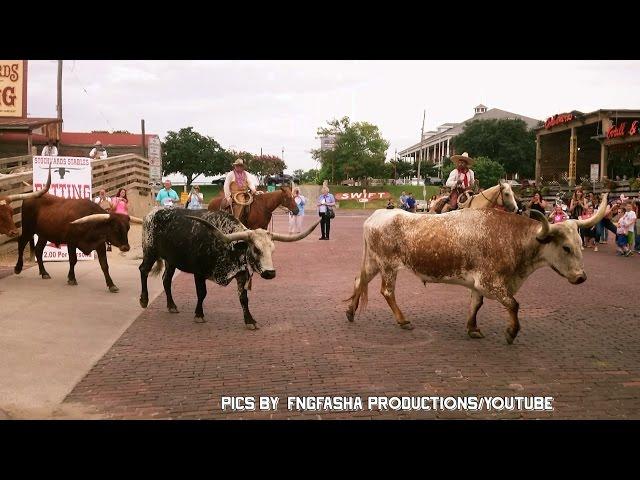 Fort Worth Stockyard Cattle Drive