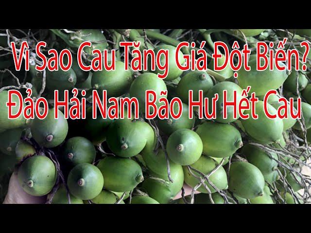 Nguyên Nhân Giá Cau Tăng Đột Biến, Đảo Hải Nam bão hư hết cau.