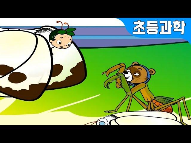 나비 vs 사마귀 | 배추흰나비의 한살이 관찰하기 | 완전 탈바꿈 vs 불완전 탈바꿈 곤충 | 애벌레 vs 번데기 지니키즈 초등과학