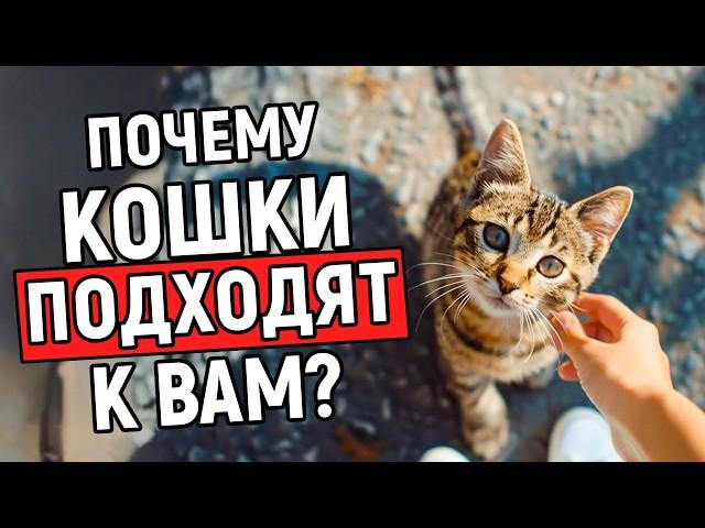 ПОЧЕМУ К ВАМ ПОДХОДЯТ СЛУЧАЙНЫЕ КОШКИ НА УЛИЦЕ? Вот что это значит