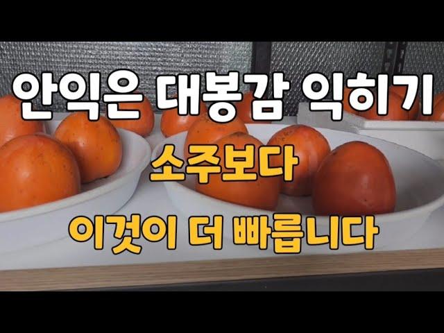 떫은대봉감 소주로 잘 안익어서 실험을 해 봤습니다.소주,막걸리,식초실험 영상입니다.#안익은대봉감익히기#대봉감익히기#대봉감잘익히는법#홍시만드는법#연시만드는법#감빨리익히는법