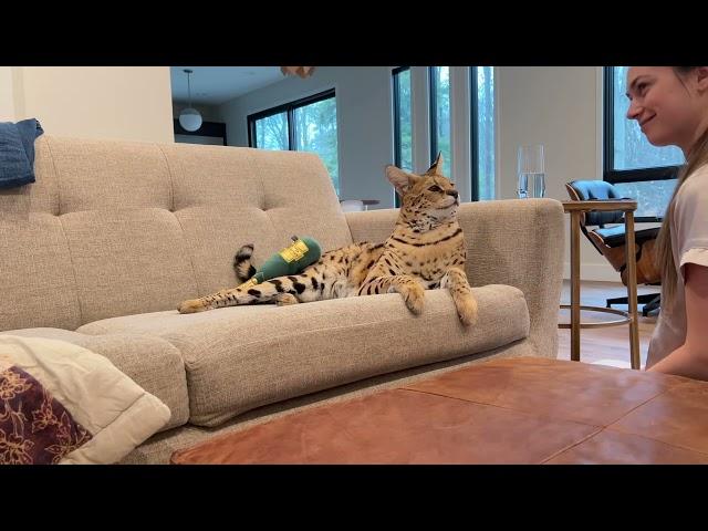 Chloe the Serval gets a new toy!