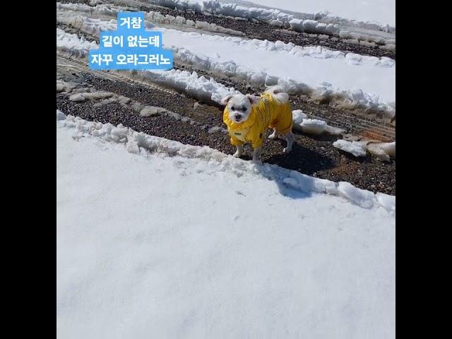 눈이 낯선 강아지 #노견일상#dogshorts #강아지브이로그 #말티즈일상