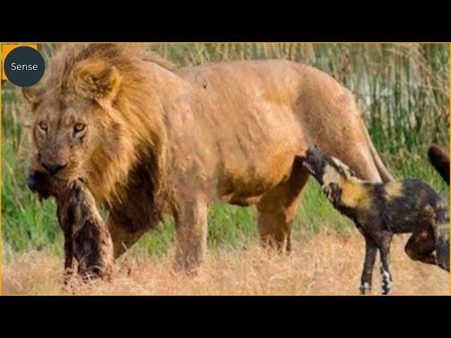 20 Most Ruthless Lion Attacks Ever Recorded! Wild Animals