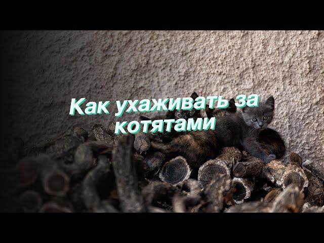 Как ухаживать за котятами
