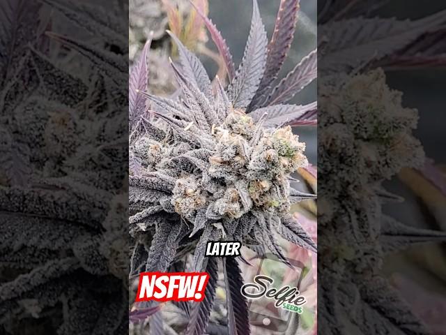 If Cannabis Taught Sex Ed - NSFW! How to Breed Weed