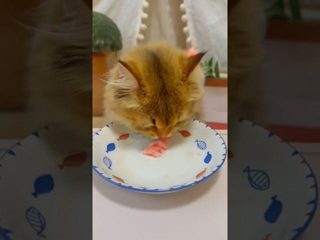 #highlights #cat#meat#cute#catseating #eating #kitten #meateaters #pets.