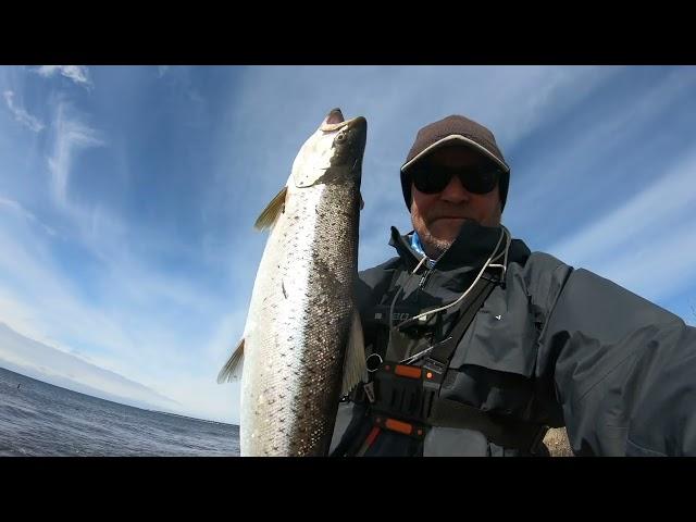 Big seatrout in "coffee-water": 62 cm on the fly!! Boom . The last 2 days of my journey to Sweden