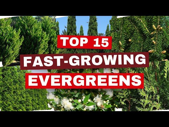  15 AMAZING Fast-Growing Evergreen Trees for a Lush Oasis! 