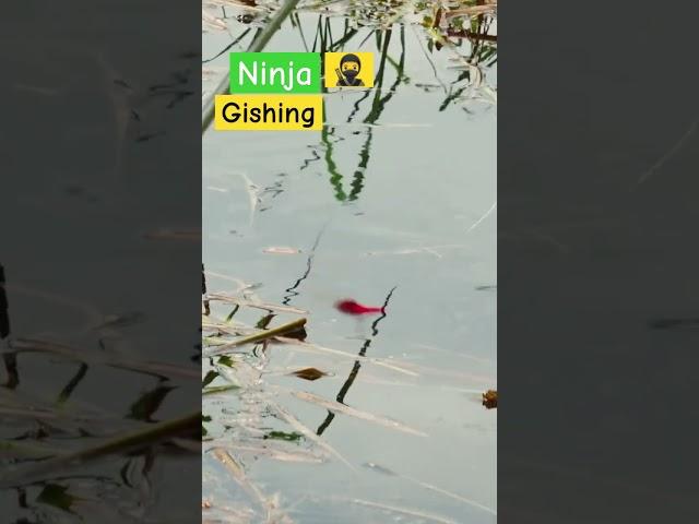 Ninja technique fishing #Googan Squad #Black #shorts #reels #Fishing with Norm #fishing