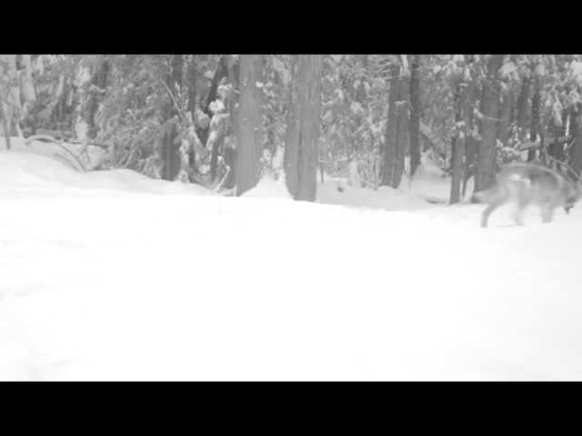 Gray wolf captured on remote camera in Washington State