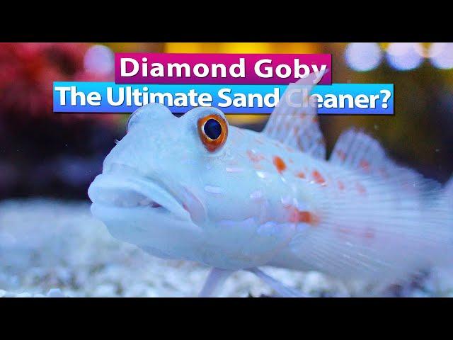 Diamond Goby - The Ultimate Sand Bed Clean up Crew?!