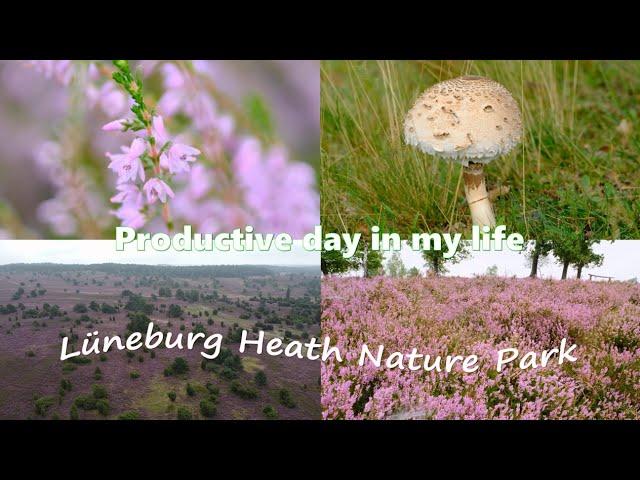 Productive day in my life vlog Europe Germany * Lüneburg Heath Nature Park hiking(heather blossom)