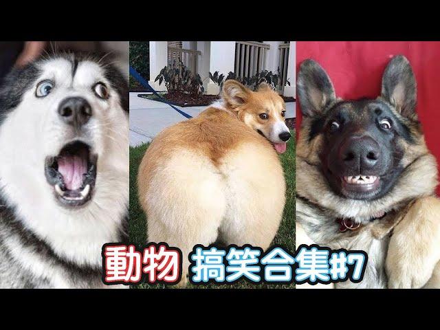 2022最搞笑的寵物影片笑到噴飯#7/Funny Animals Video/貓/狗/cat/dog/pet/