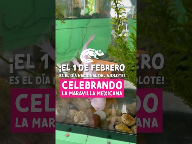 Día del #axolote festejando la #biodiversidad #ajolotes