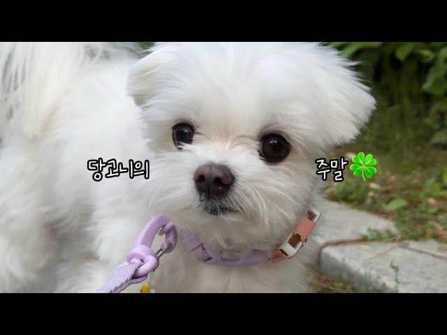 당고니는 주말에 뭘 했을까?