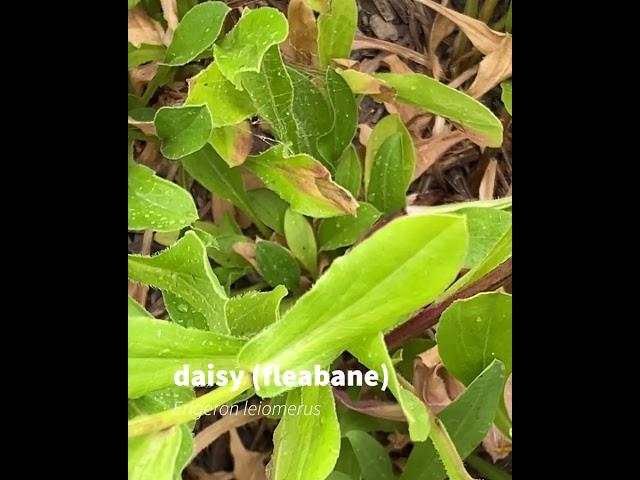 daisy (fleabane)