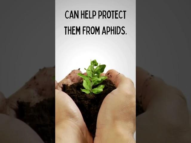 Surprising Garden Facts You Need to Know | Learn & Grow with Me! #shorts #GardenFacts #GardenTips 5