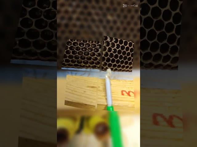 Пчеломатки с пасеки Рябухина