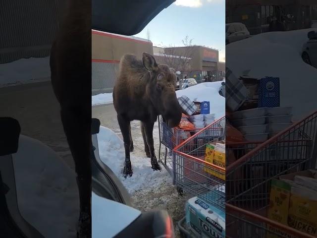 Moose surprises a shopper in #Alaska. Maybe he wanted to check her receipt? Credit: Amber Rotar