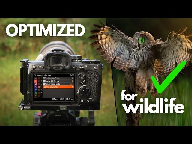 My Top 5 Sony Custom Functions - Bird & Wildlife Photography