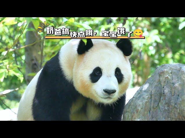 7.6 푸바오 FuBao watches Nanny cutting bamboo outside her yard. She sure wants some