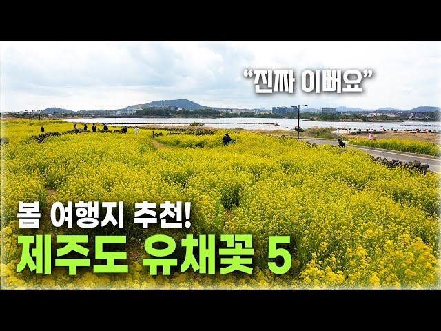 제주 유채꽃 명소 BEST 5 여긴 꼭 가보세요!