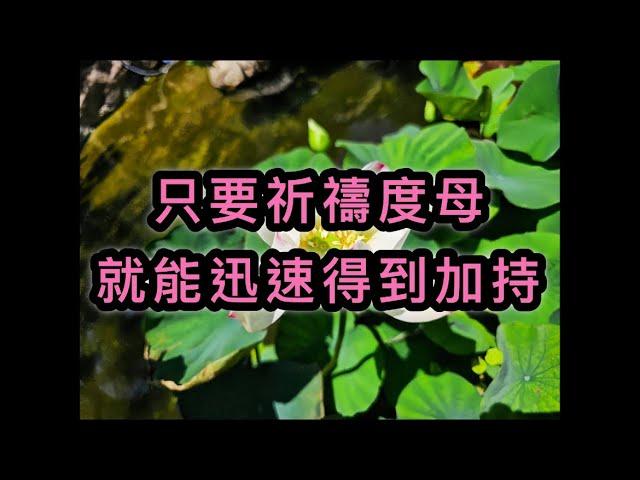 度母贊40. 只要祈禱度母，就能迅速得到加持