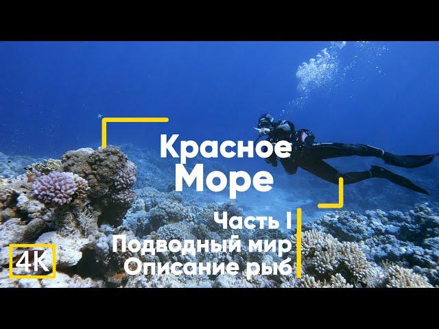 Рыбы Красного моря (с описанием). Часть 1. Египет. Дайвинг.