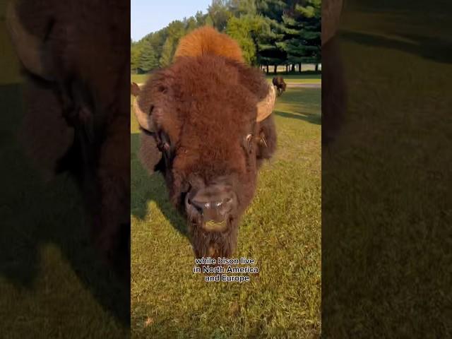 Bison vs Buffalo #animals #coolanimals #animalfacts